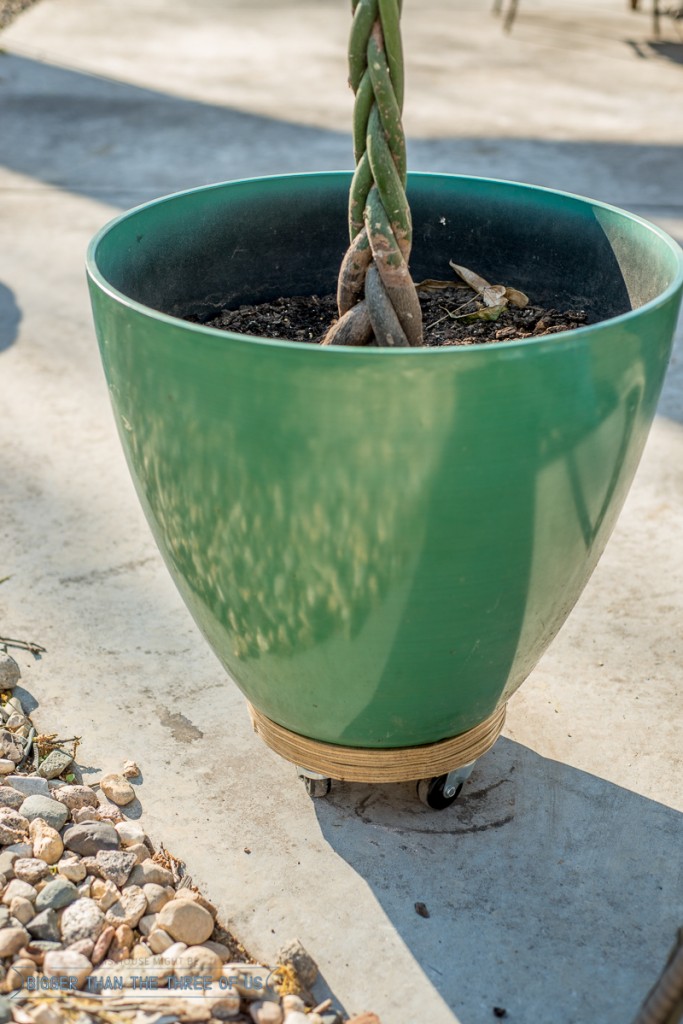 Plant Stand on Wheels