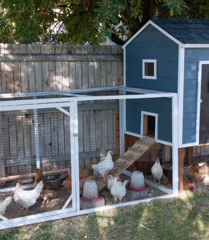 Small Modern Homemade Chicken Coop